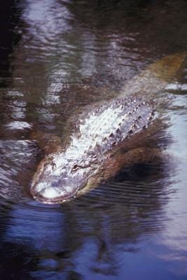 Alligators américains sont de grands prédateurs, puissants d'eau.