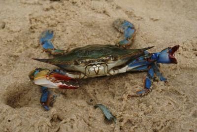 crabes bleus adultes sont cannibales