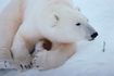 Les ours polaires traquent la glace de l'Arctique d'une proie.