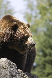 Les grizzlis historiquement se livraient à glands sur la côte Ouest et dans le Sud-Ouest.
