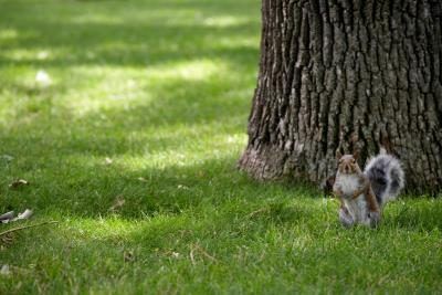 Écureuils vont manger des oeufs de tous les oiseaux chanteurs