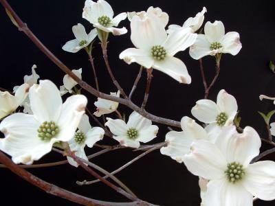 Un cornouiller blanc en pleine floraison