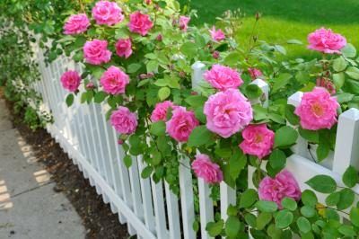 Les roses roses le long d'une clôture blanche