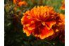 Marigold's unplesant scent repels garden pests.