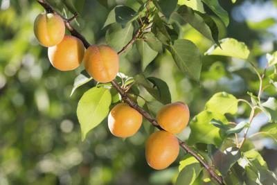 Abricots mûrs croissantes sur la branche d'un arbre.