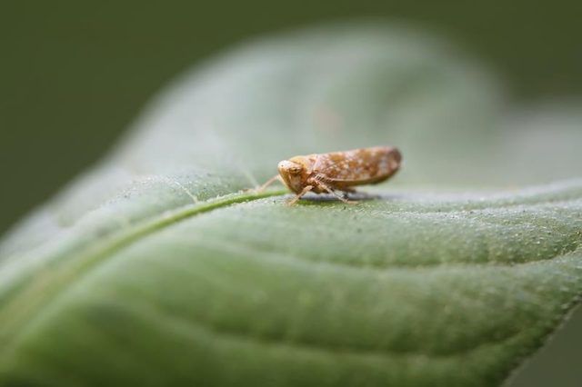 Un type de cicadelle sur une plante.