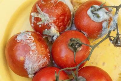 tomates moisies