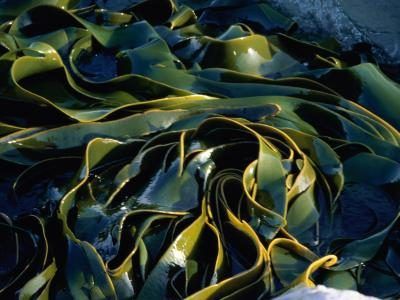 Kelp est souvent considérée échouée sur le rivage.