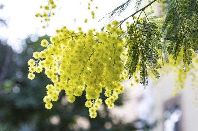 Fleurs jaunes fleurissent sur la branche d'un Blackwood australienne.