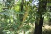 Une gousse pend à un arbre Acacia koa.