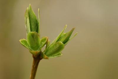 Oak galles forment souvent quand les bourgeons apparaissent au début du printemps.