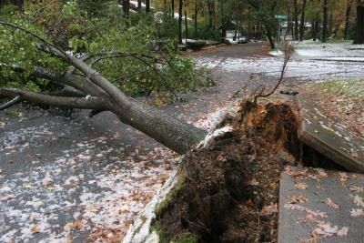 Les racines des arbres qui sont susceptibles de menacer vaste trottoirs.