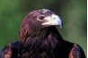 L'aigle royal a une gamme plus large et le régime alimentaire que le pygargue à tête blanche.