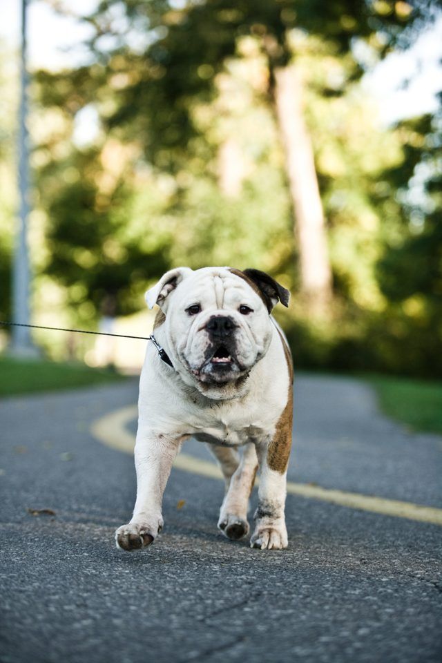 Ce bouledogue et Pit Bulls sont deux races distinctes.