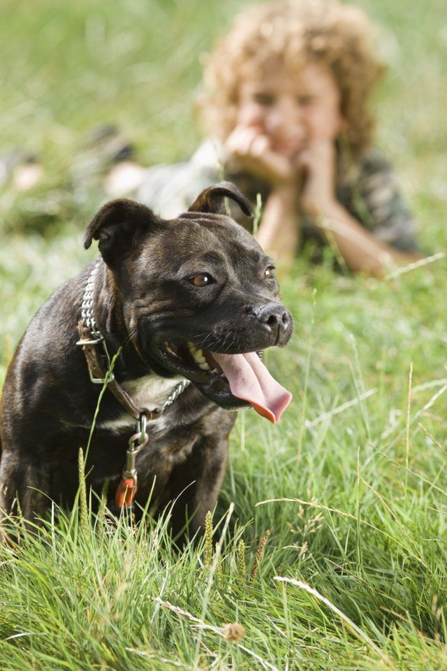 Pitt Bulls peuvent être doux autour des gens lorsqu'ils sont élevés correctement.