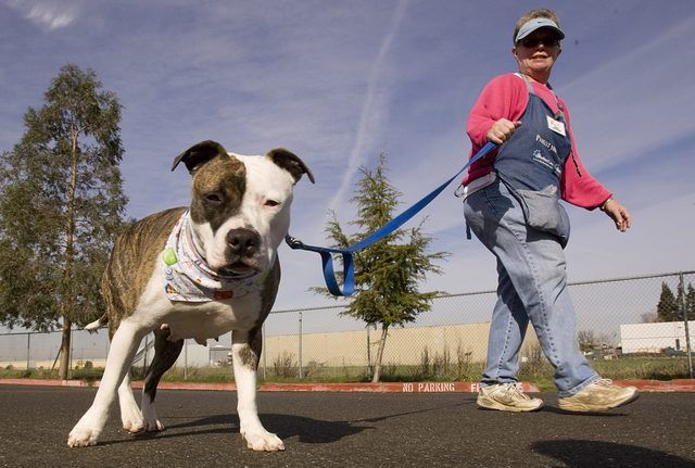 A Staffordshire Terrier va pour une promenade à Sacramento en Californie.