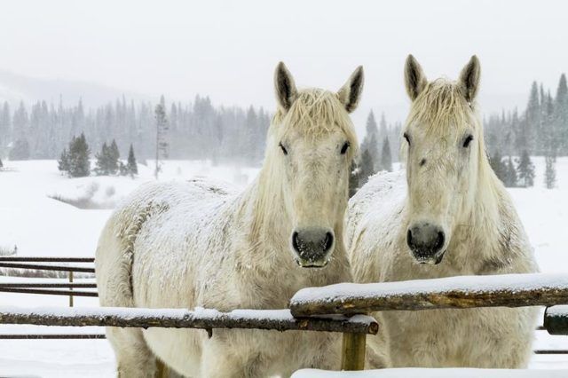 Deux chevaux percherons blancs dans la neige.