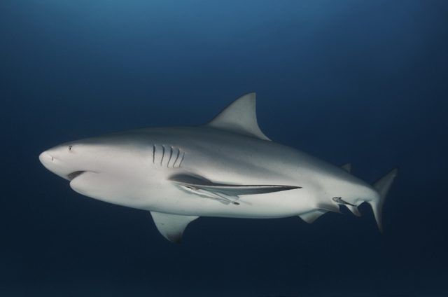 Le requin taureau tire son nom de son museau court et la personnalité agressive.