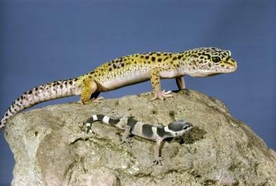Deux geckos léopard sur le roc