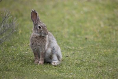 Un lapin est assis sur l'herbe avec les deux oreilles jusqu'à.