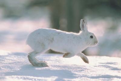 Un lièvre blanc court sur la neige.