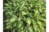 Undulata Variegata est un autre cultivar de hosta avec des feuilles panachées.