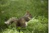 Un écureuil mange une variété de noix.