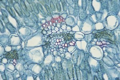 Ce point de vue d'un oeillet's leaf shows cell walls.