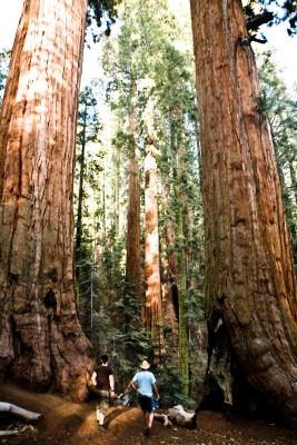Séquoias reposent en grande partie sur la lignine et de la cellulose pour leur structure.
