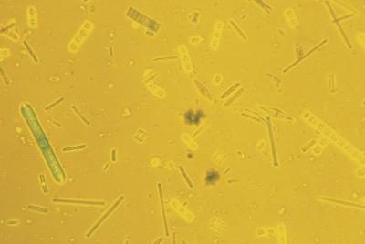 Les diatomées contiennent de la silice dans leurs parois cellulaires.