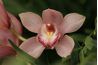 Une orchidée de cymbidium, qui est cultivé pour les fleurs coupées ainsi que apprécié comme une plante en pot