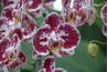 Un hybride d'orchidées phalaenopsis, trouvé dans de nombreux magasins et très populaire pour sa longue période de floraison