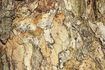 Section de l'écorce pelée sur un arbre de chêne brun