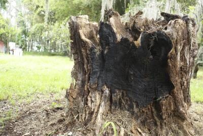 Oak tronc d'arbre avec des signes de dégâts de feu