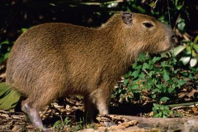Un gros plan d'un capybara.