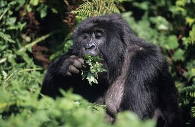 Un gorille de montagne mange les feuilles.