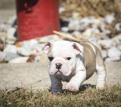 Bull chiot de chien