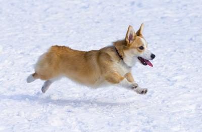 Corgi course dans la neige