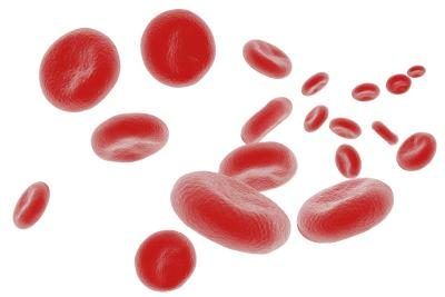 Cellules sanguines.