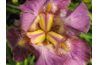 Iris lits devraient être éclaircis tous les trois à cinq ans pour encourager une abondance de fleurs.