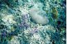 Pierres marines sont des roches sédimentaires formées dans les récifs coralliens.