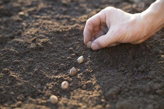 Un gros plan d'un homme planter des graines dans le sol.