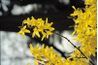 Fleurs forsythia sont un pouce règle de bon pour le paillage début de printemps.