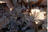 Grandes feuilles lourdes telles que Shred sycomore.