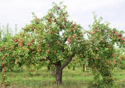 Les pommiers avec des pommes rouges