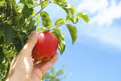 Reprenant une pomme fraîche d'un arbre