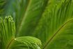 Le rigide, feuilles coriaces d'un cycas ressemble à la fronde d'un palmier ou fougère.