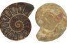 Ammonites sont découvertes typiques dans bearpaw schiste.