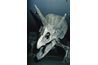 Triceratops - os, en particulier les os des orteils, se trouvent sur la surface dans les Badlands.