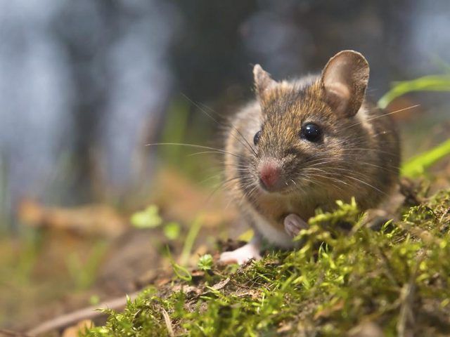 Une petite souris est assis dans un champ.